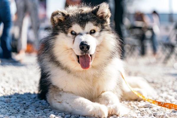 /Images/uploads/The Santa Fe New Mexican/santafepetcontest/entries/33955thumb.jpg